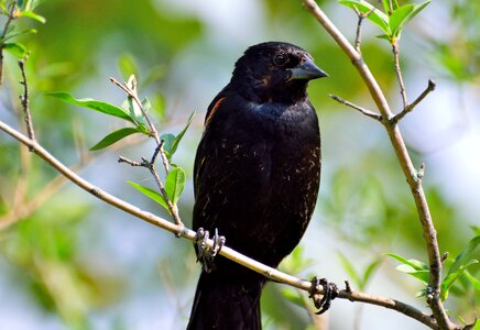 Perching wildlife nature