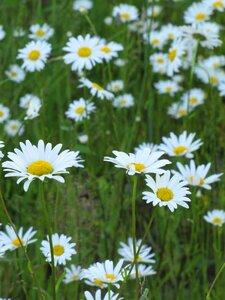 Summer meadow meadow plant
