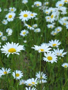 Summer meadow meadow plant photo