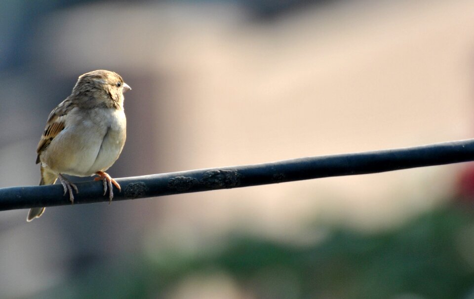 Sky fly birds