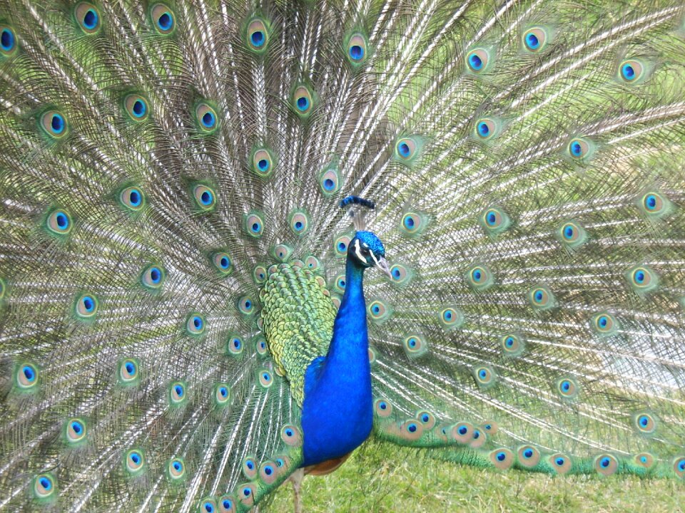 Colourful bird nature