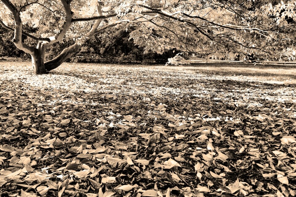 Forest flora ground