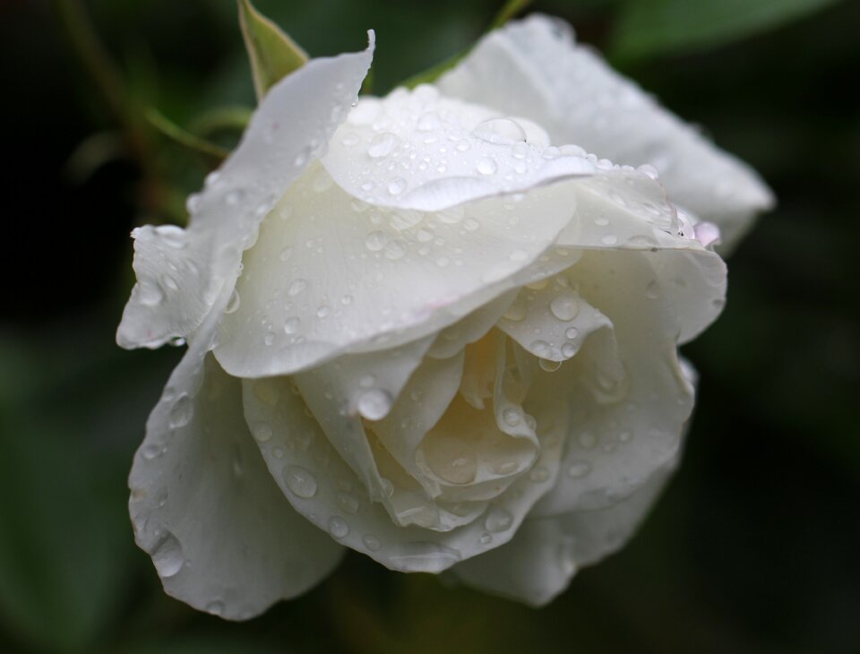 Nature white white flower
