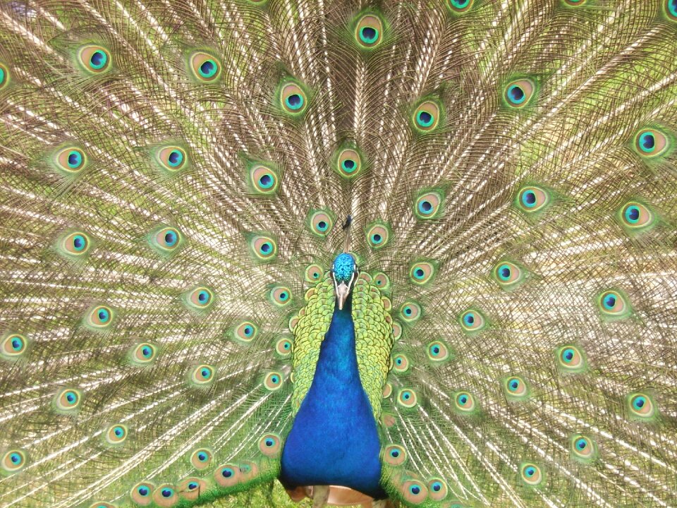 Colourful bird nature