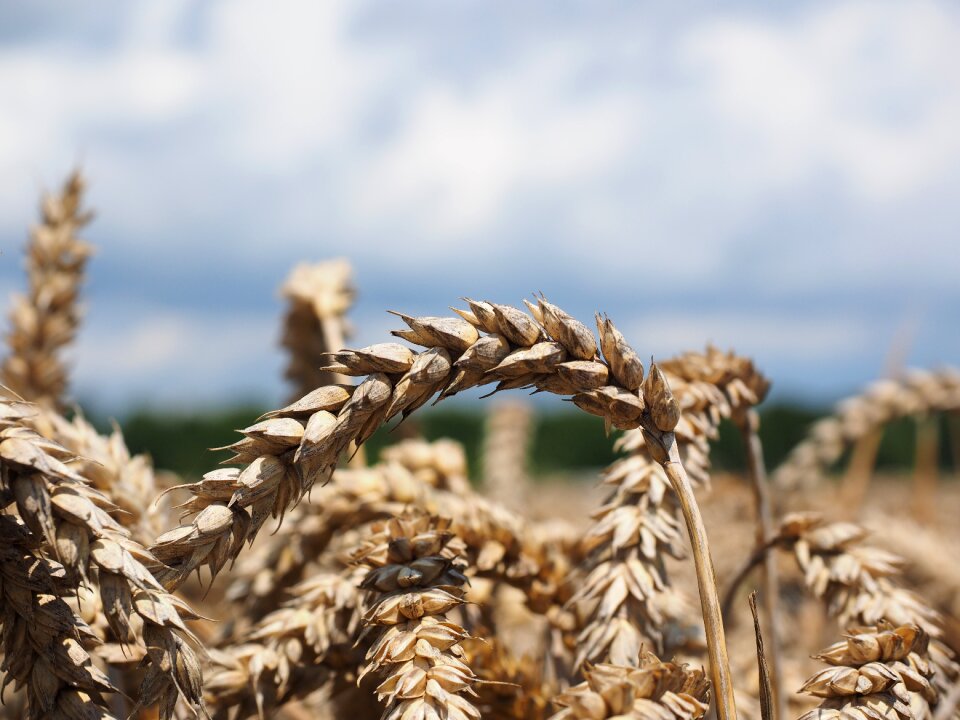 Grain field wheat field