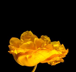 Flower blossom yellow