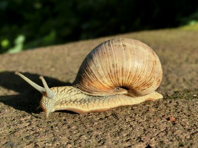 Nature macro snail shell