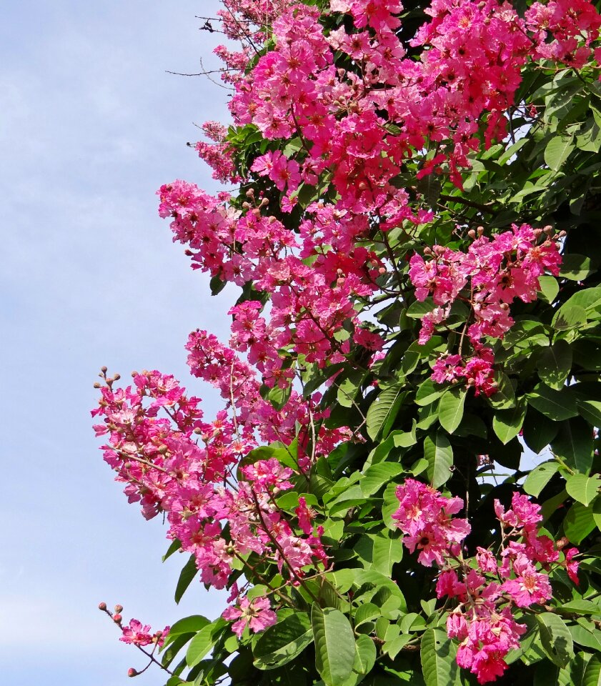 Pride of india jarul tree