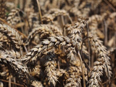 Grain field wheat field