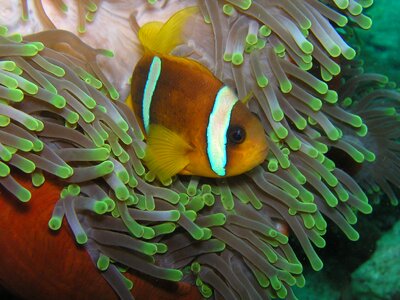Red sea nemo clownfish anemone