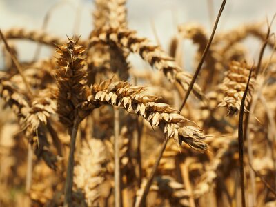 Grain field wheat field