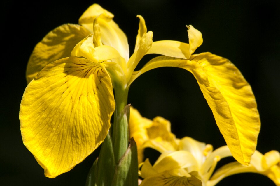 Plant iridaceae flower photo