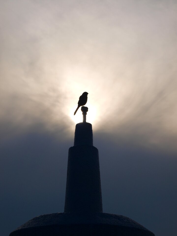 Silhouette nature avian