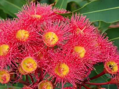 Red gum flowers australia foliage