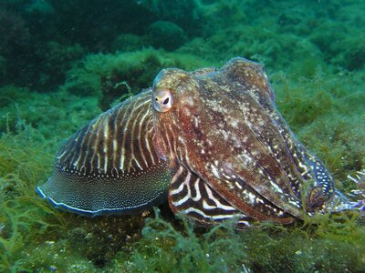 Animal sepia diving photo