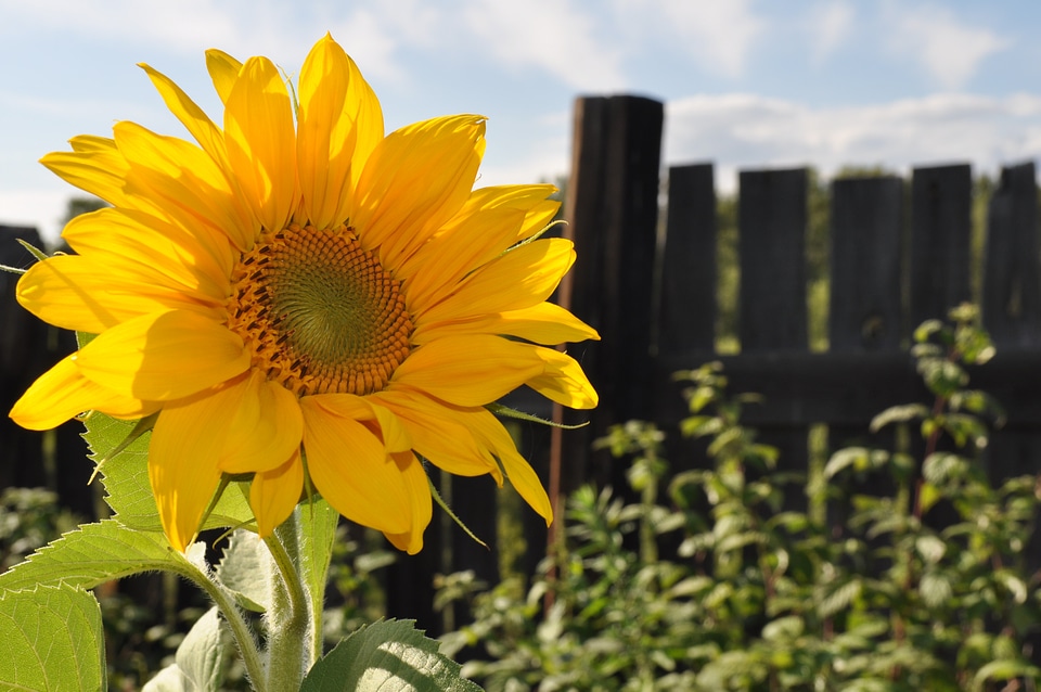 Sunflowers summer agriculture