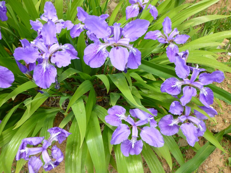 Blue violet petals photo