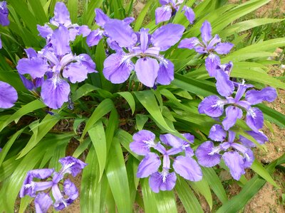Blue violet petals photo