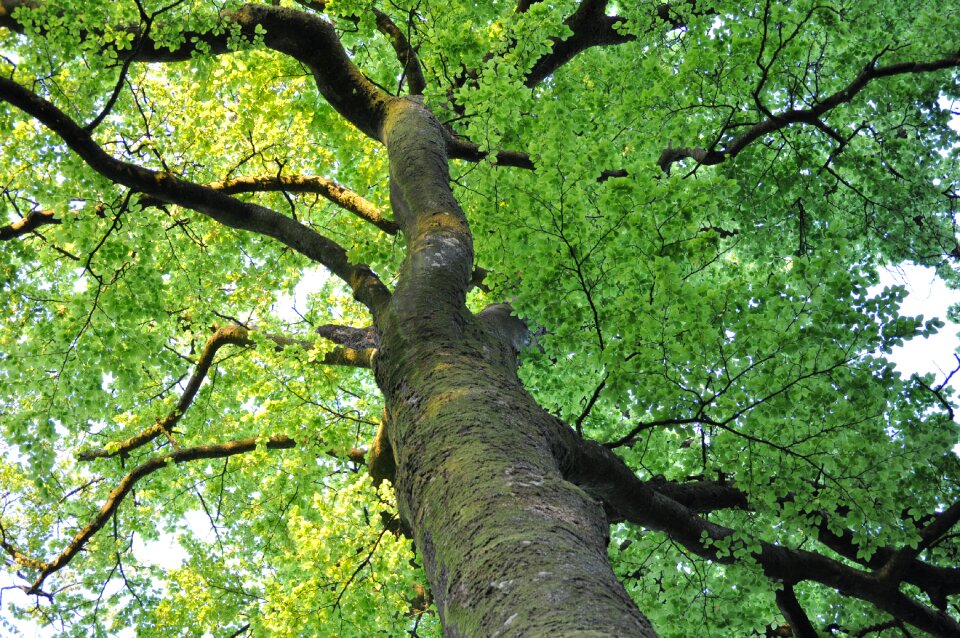 Up branches leaves