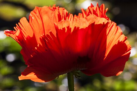 Nature flora spring