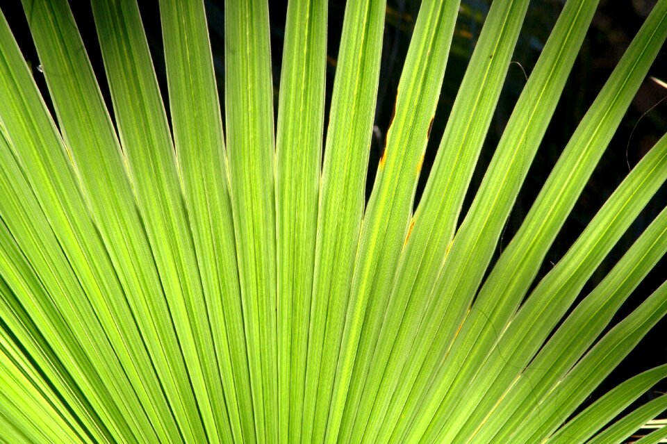 Green palm palm fronds