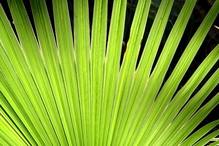 Green palm palm fronds