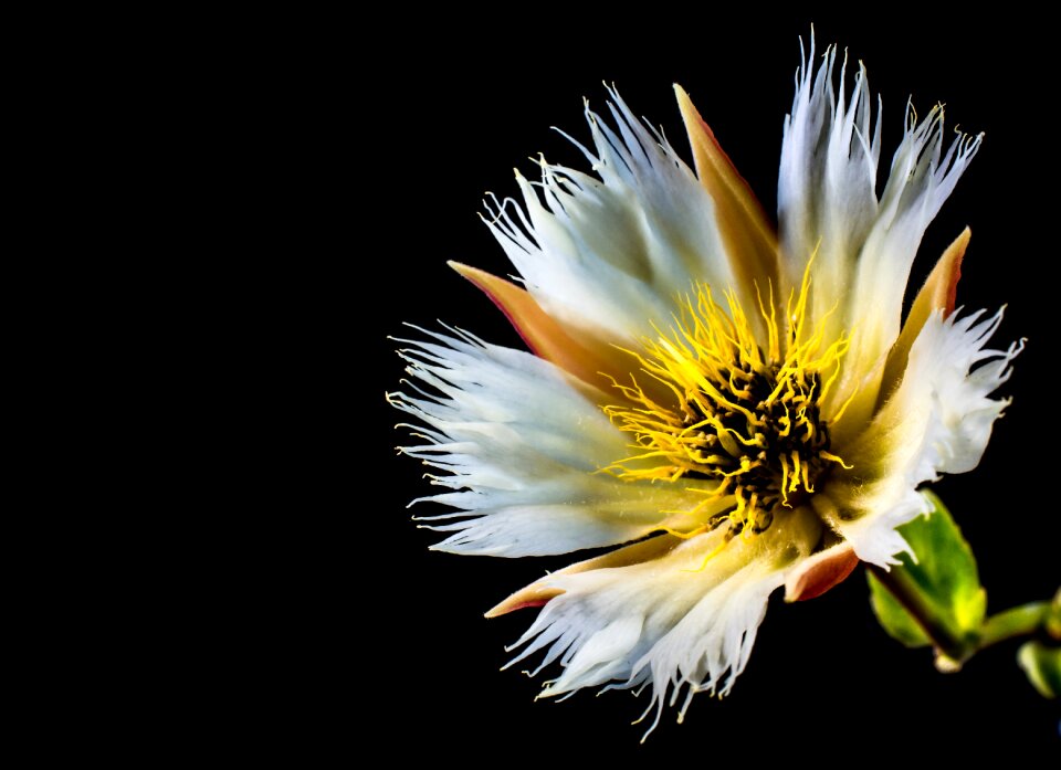 Bloom white flowering twig