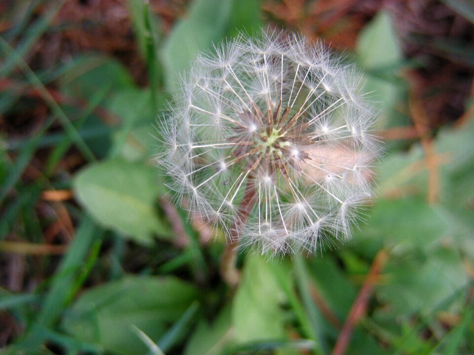 Seeds plants nature