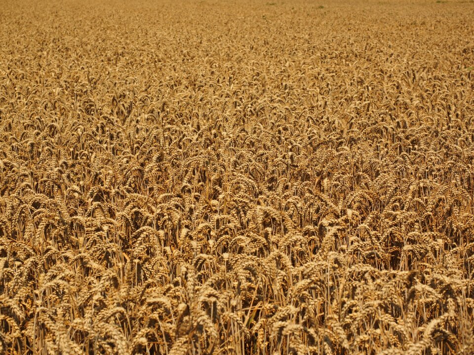Wheat spike cereals