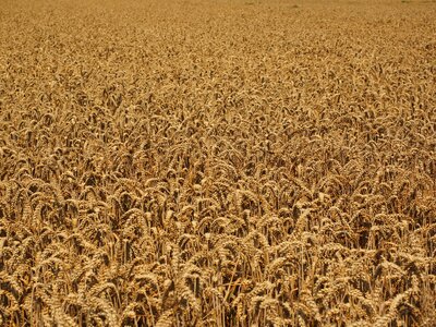 Wheat spike cereals photo