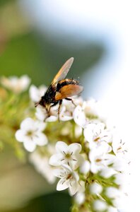 Animal nature macro