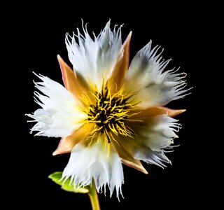 Bloom white flowering twig