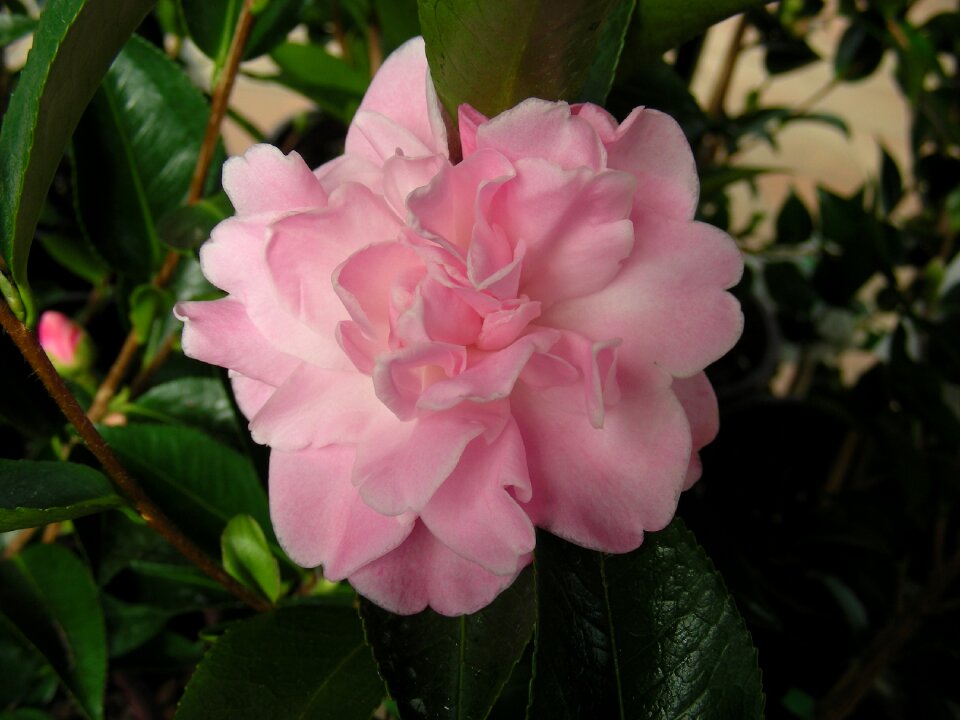 Shrub plant flowers