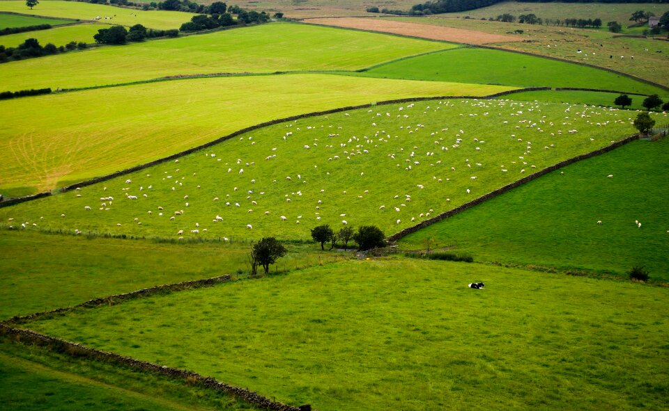 Charles sheep landscape
