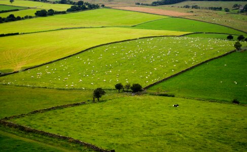 Charles sheep landscape photo