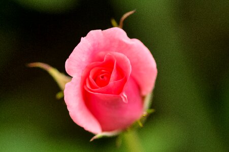 Pink rose bloom beauty
