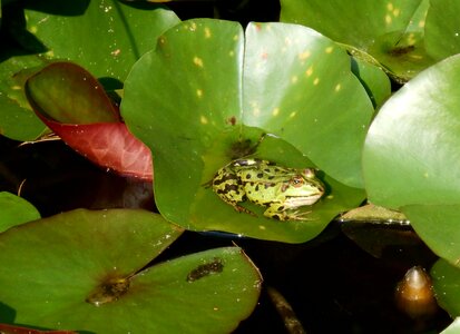 Green amphibians leaves photo