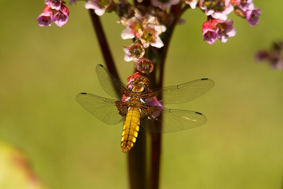 Insect wing wildlife photo