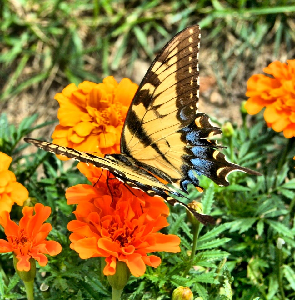 Butterfly insect old world