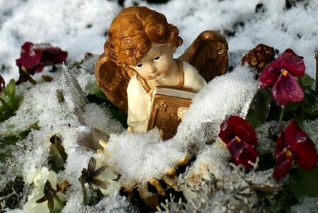 Flowers snowed in frost