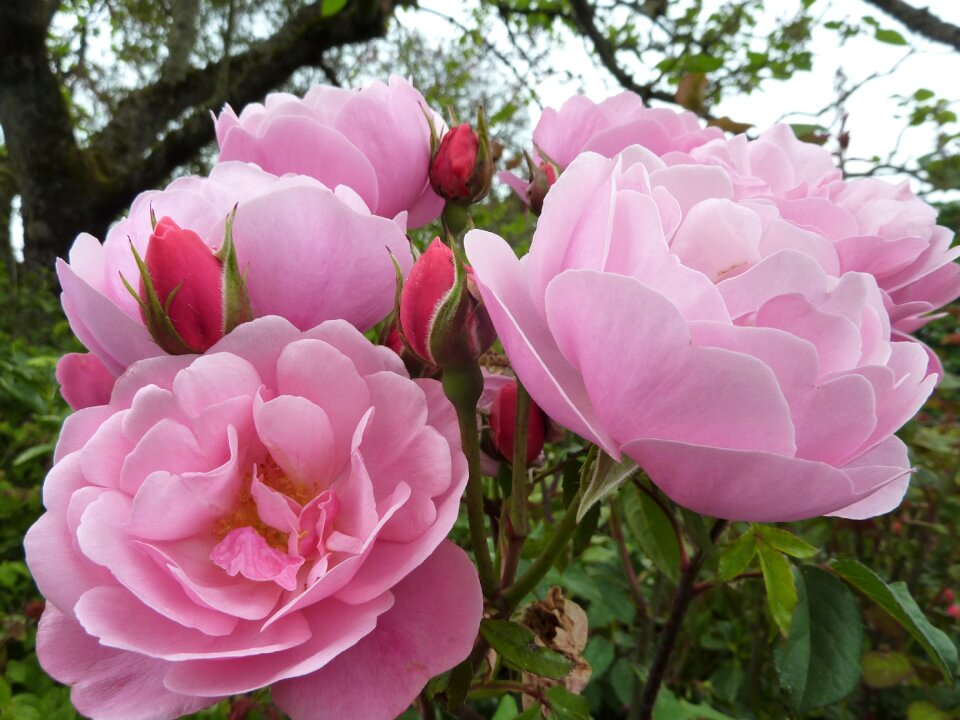 Flower nature macro