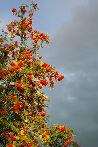 Red rowan sorbus aucuparia photo