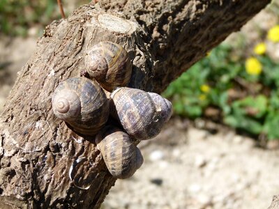 Gastropod lunch starter