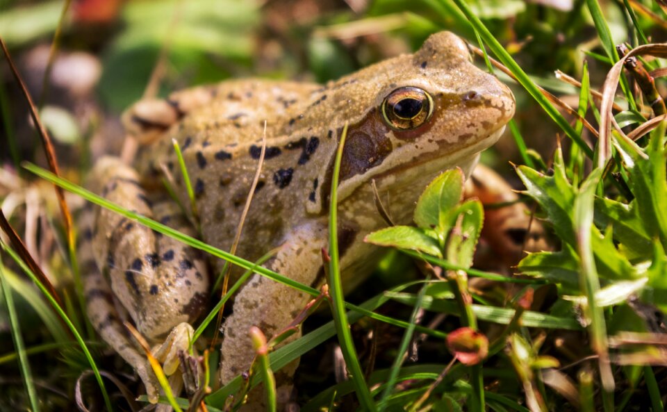 Grass amphibian nature