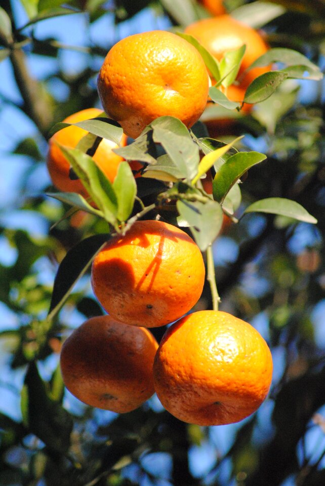 Ripe vitamin tree