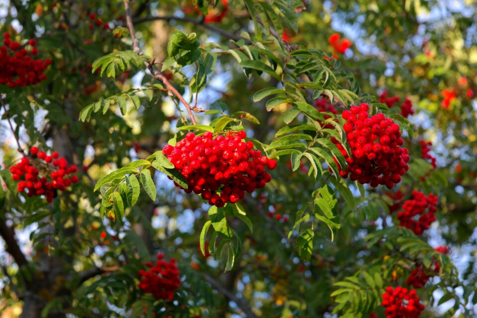 Red rowan sorbus aucuparia