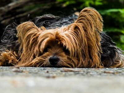 Dog yorkshire terrier lazy dog