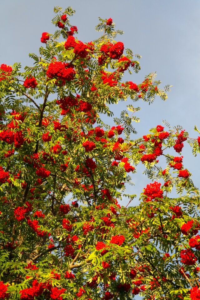 Red rowan sorbus aucuparia