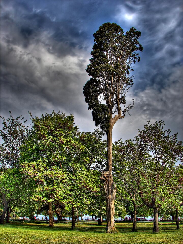 Trees sky clouds