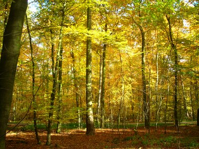 October autumn bright